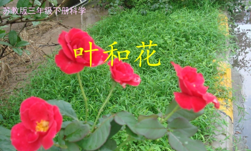 苏教小学科学三下《2.3．叶和花》PPT课件(7)【加微信公众号 jiaoxuewuyou 九折优惠qq 1119139686】.ppt