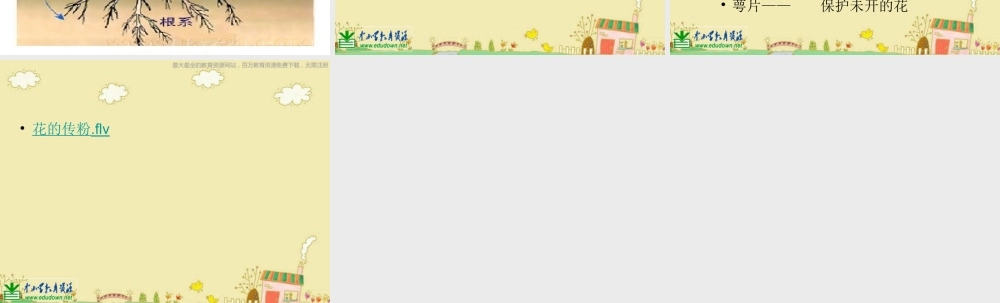 苏教小学科学三下《2.3．叶和花》PPT课件(7)【加微信公众号 jiaoxuewuyou 九折优惠qq 1119139686】.ppt