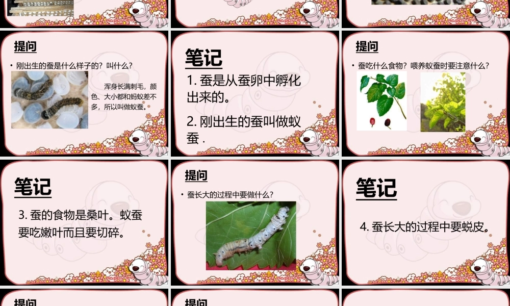 苏教小学科学四下《2.1．我们来养蚕》PPT课件(4)【加微信公众号 jiaoxuewuyou 九折优惠qq 1119139686】.ppt