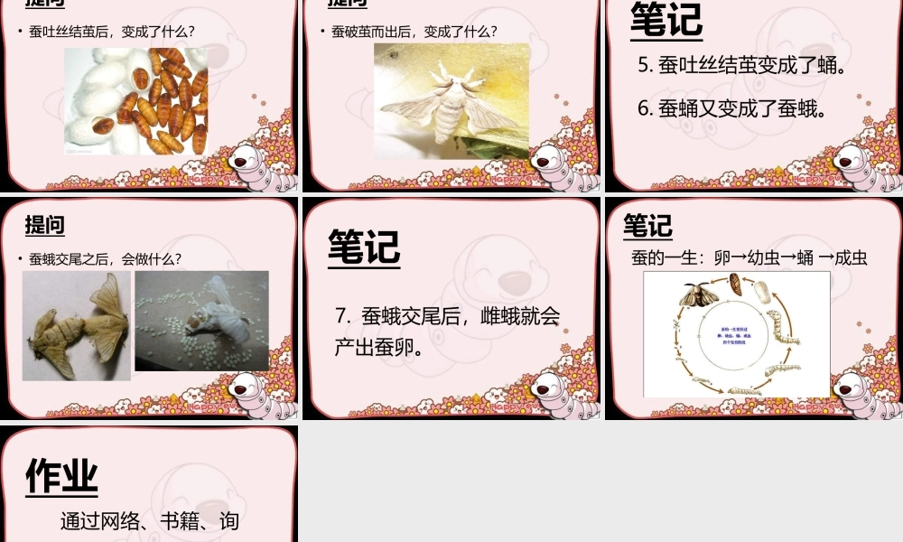 苏教小学科学四下《2.1．我们来养蚕》PPT课件(4)【加微信公众号 jiaoxuewuyou 九折优惠qq 1119139686】.ppt