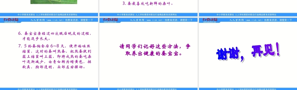 苏教小学科学四下《2.1．我们来养蚕》PPT课件(5)【加微信公众号 jiaoxuewuyou 九折优惠qq 1119139686】.ppt