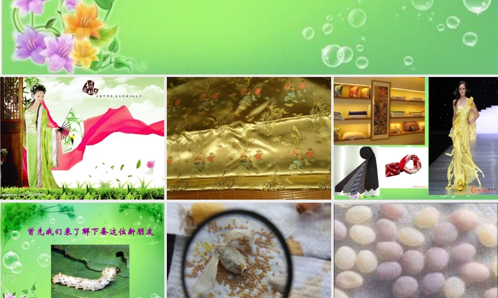 苏教小学科学四下《2.1．我们来养蚕》PPT课件(8)【加微信公众号 jiaoxuewuyou 九折优惠qq 1119139686】.ppt