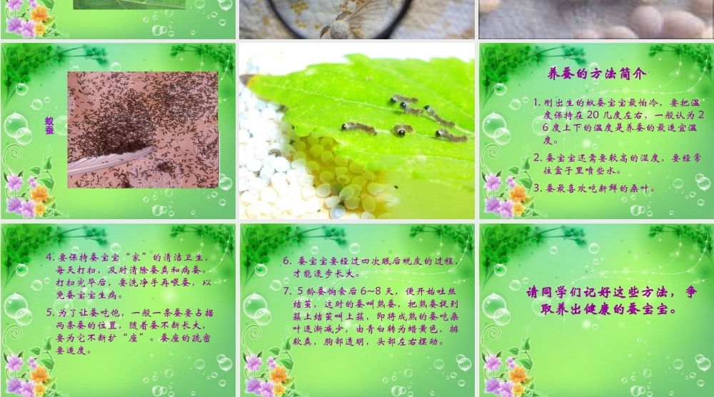 苏教小学科学四下《2.1．我们来养蚕》PPT课件(8)【加微信公众号 jiaoxuewuyou 九折优惠qq 1119139686】.ppt