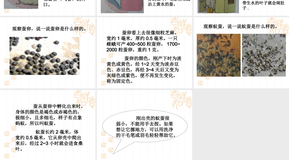 苏教小学科学四下《2.1．我们来养蚕》PPT课件(1)【加微信公众号 jiaoxuewuyou 九折优惠qq 1119139686】.ppt