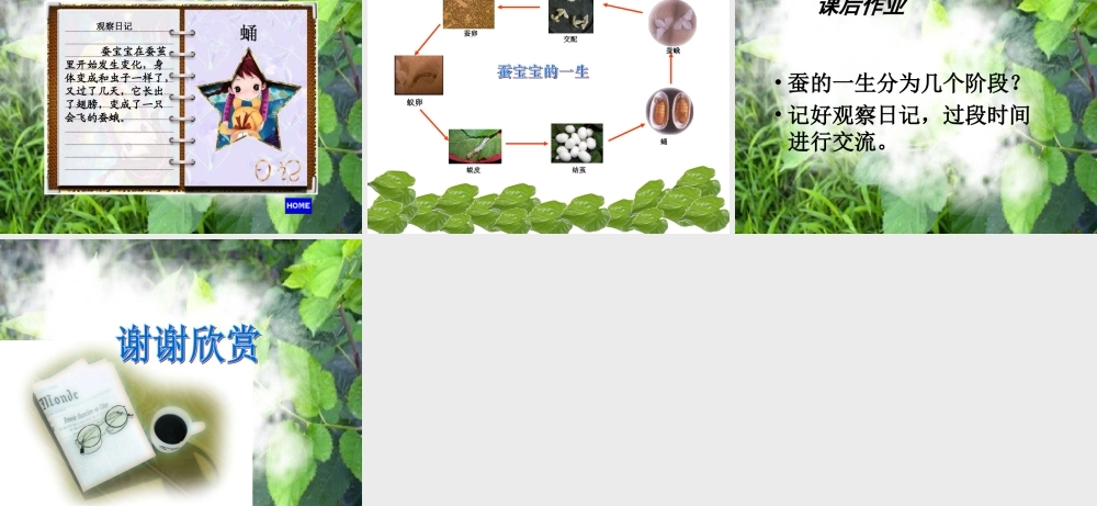 苏教小学科学四下《2.2．给蚕宝宝记日记》PPT课件(4)【加微信公众号 jiaoxuewuyou 九折优惠qq 1119139686】.ppt