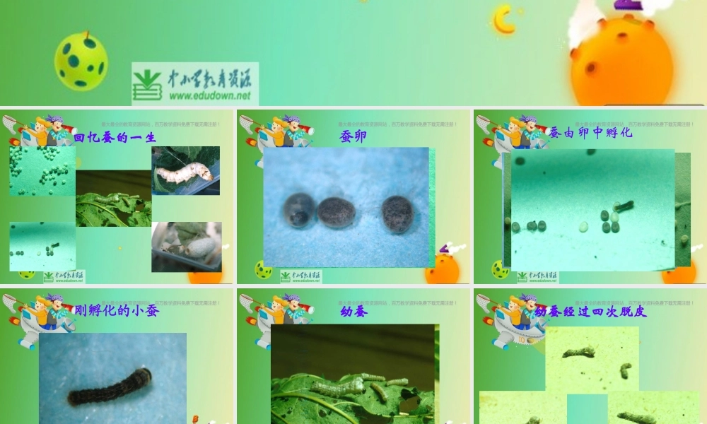 苏教小学科学四下《2.3．我们来抽丝》PPT课件(4)【加微信公众号 jiaoxuewuyou 九折优惠qq 1119139686】.ppt