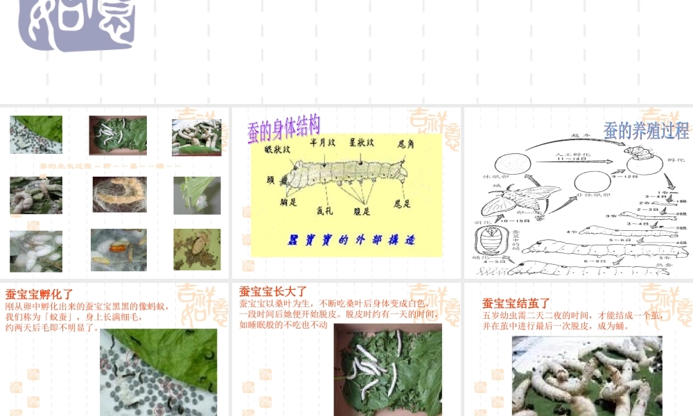 苏教小学科学四下《2.4．养蚕经验交流会》PPT课件(1)【加微信公众号 jiaoxuewuyou 九折优惠qq 1119139686】.ppt