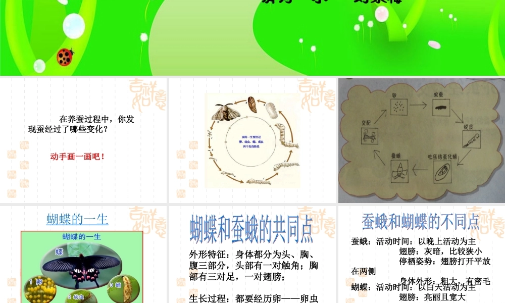 苏教小学科学四下《2.4．养蚕经验交流会》PPT课件(3)【加微信公众号 jiaoxuewuyou 九折优惠qq 1119139686】.ppt