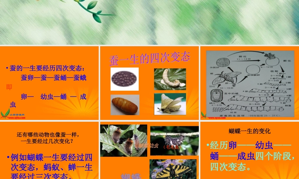 苏教小学科学四下《2.4．养蚕经验交流会》PPT课件(2)【加微信公众号 jiaoxuewuyou 九折优惠qq 1119139686】.ppt