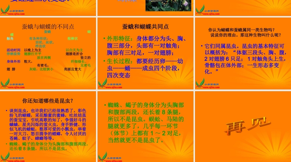 苏教小学科学四下《2.4．养蚕经验交流会》PPT课件(2)【加微信公众号 jiaoxuewuyou 九折优惠qq 1119139686】.ppt