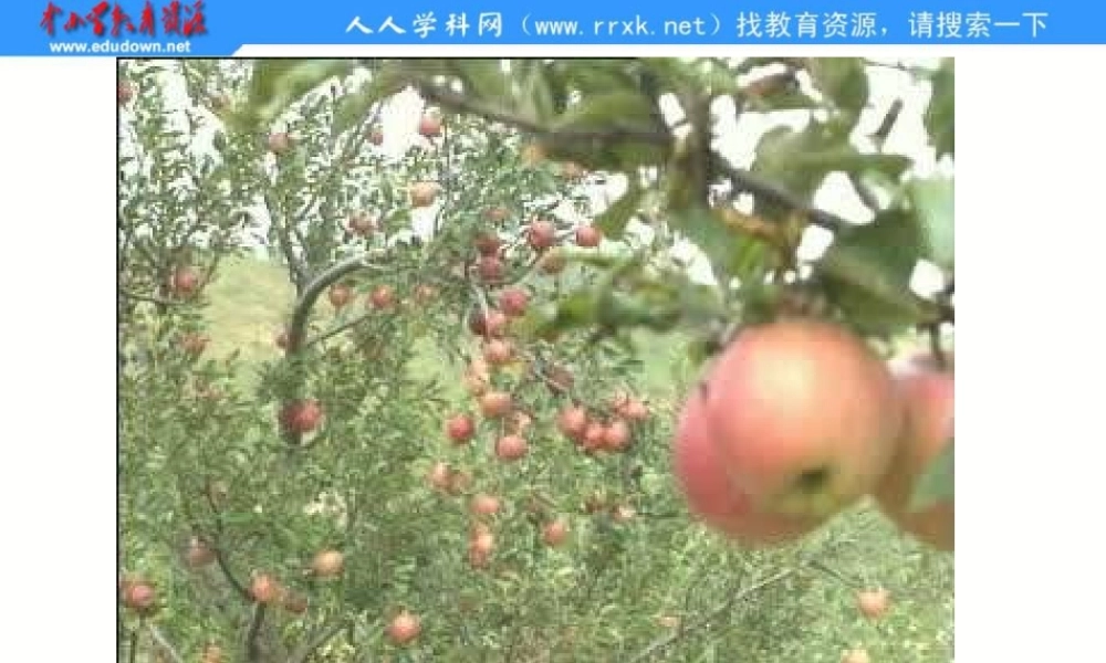 苏教小学科学四下《4.3．苹果为什么会落地》PPT课件(1)【加微信公众号 jiaoxuewuyou 九折优惠qq 1119139686】.ppt