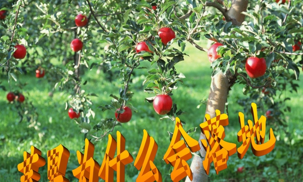 苏教小学科学四下《4.3．苹果为什么会落地》PPT课件(4)【加微信公众号 jiaoxuewuyou 九折优惠qq 1119139686】.ppt