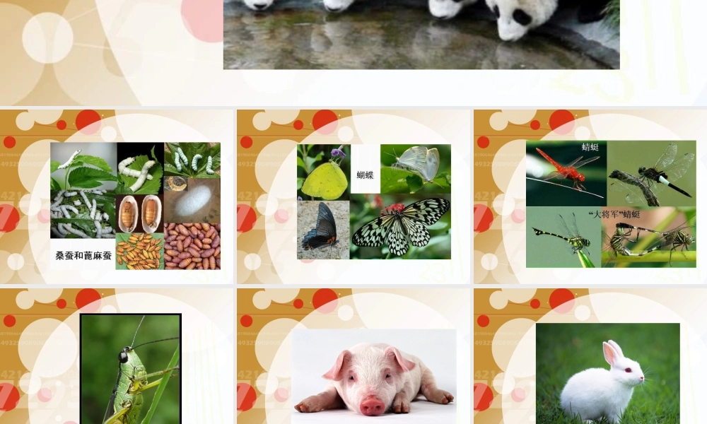 苏教小学科学五下《3.2．动物怎样繁殖后代》PPT课件(8)【加微信公众号 jiaoxuewuyou 九折优惠qq 1119139686】.ppt