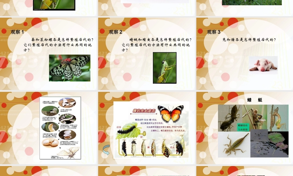苏教小学科学五下《3.2．动物怎样繁殖后代》PPT课件(8)【加微信公众号 jiaoxuewuyou 九折优惠qq 1119139686】.ppt