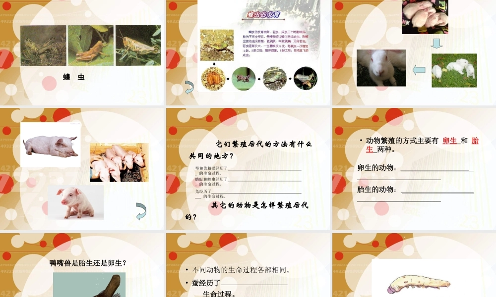 苏教小学科学五下《3.2．动物怎样繁殖后代》PPT课件(8)【加微信公众号 jiaoxuewuyou 九折优惠qq 1119139686】.ppt