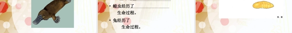 苏教小学科学五下《3.2．动物怎样繁殖后代》PPT课件(8)【加微信公众号 jiaoxuewuyou 九折优惠qq 1119139686】.ppt