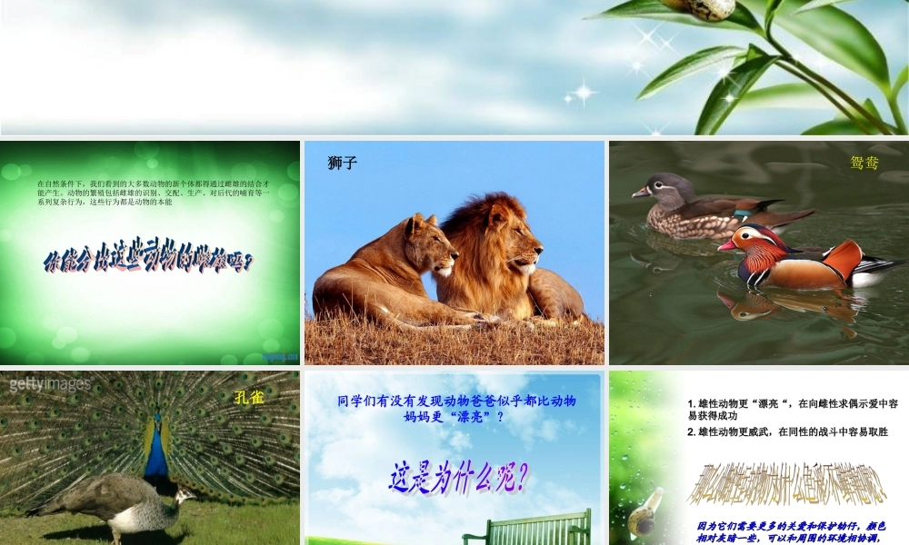 苏教小学科学五下《3.2．动物怎样繁殖后代》PPT课件(3)【加微信公众号 jiaoxuewuyou 九折优惠qq 1119139686】.ppt