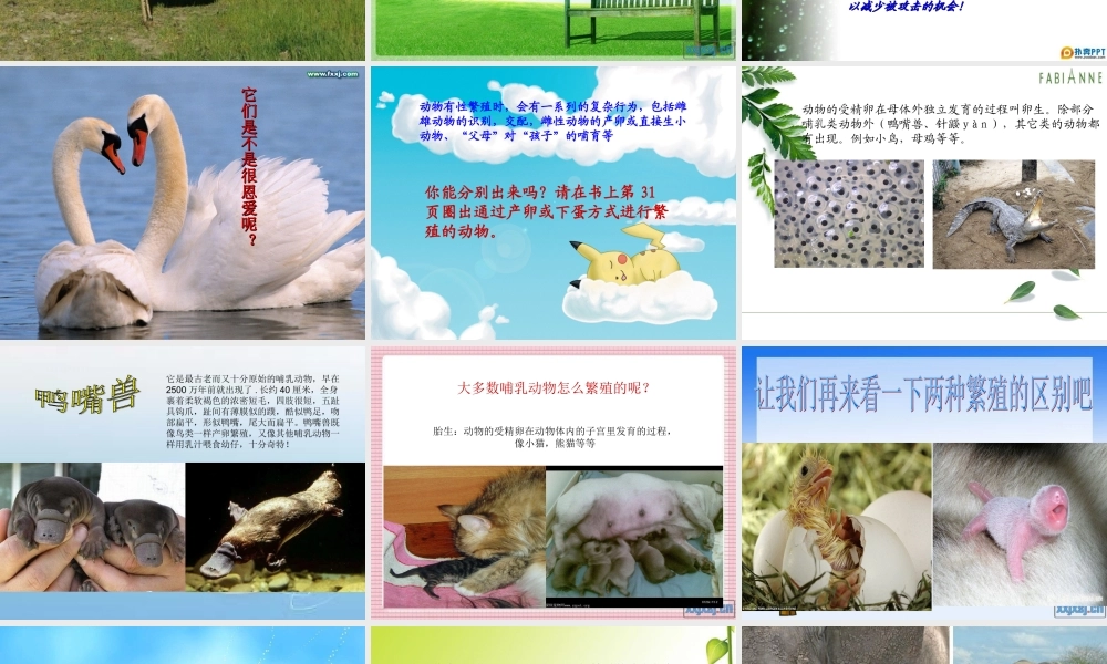 苏教小学科学五下《3.2．动物怎样繁殖后代》PPT课件(3)【加微信公众号 jiaoxuewuyou 九折优惠qq 1119139686】.ppt