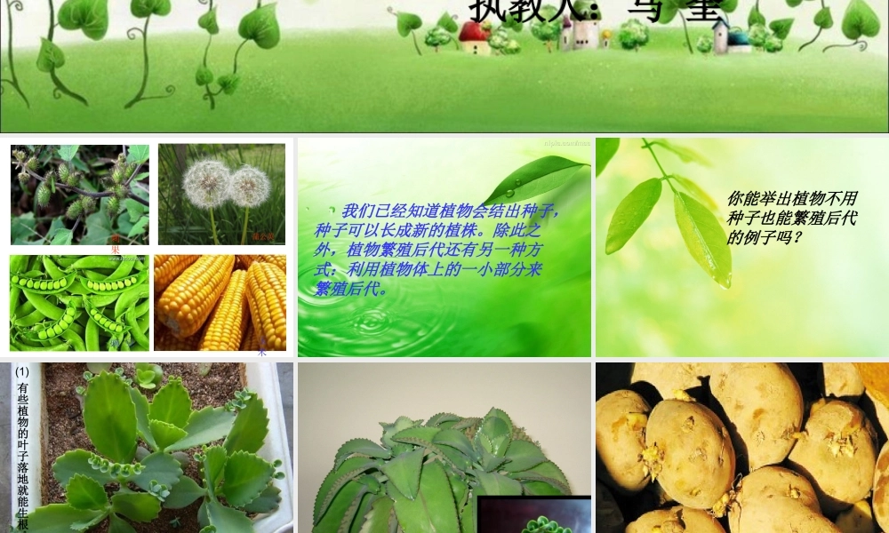苏教小学科学五下《3.1．不用种子也能繁殖吗》PPT课件(4)【加微信公众号 jiaoxuewuyou 九折优惠qq 1119139686】.ppt