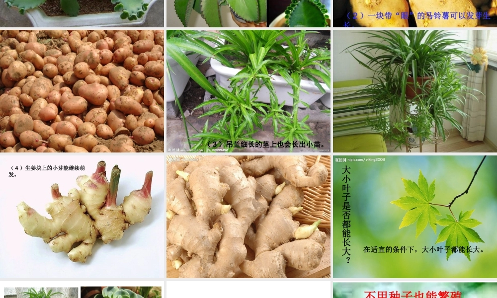 苏教小学科学五下《3.1．不用种子也能繁殖吗》PPT课件(4)【加微信公众号 jiaoxuewuyou 九折优惠qq 1119139686】.ppt