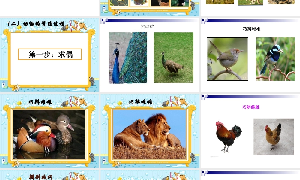 苏教小学科学五下《3.2．动物怎样繁殖后代》PPT课件(4)【加微信公众号 jiaoxuewuyou 九折优惠qq 1119139686】.ppt