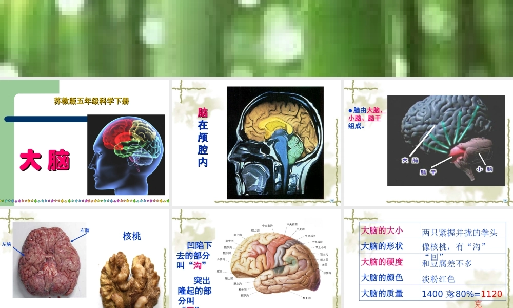 苏教小学科学五下《5.1．大脑》PPT课件(1)【加微信公众号 jiaoxuewuyou 九折优惠qq 1119139686】.ppt