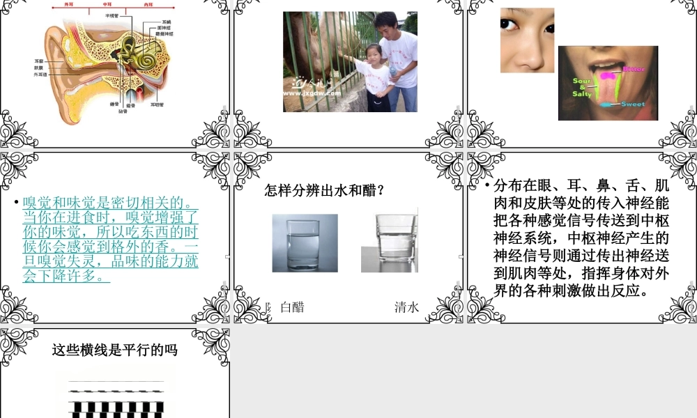 苏教小学科学五下《5.3．感觉》PPT课件(2)【加微信公众号 jiaoxuewuyou 九折优惠qq 1119139686】.ppt