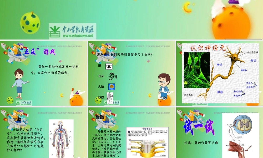 苏教小学科学五下《5.2．神经》PPT课件(1)【加微信公众号 jiaoxuewuyou 九折优惠qq 1119139686】.ppt