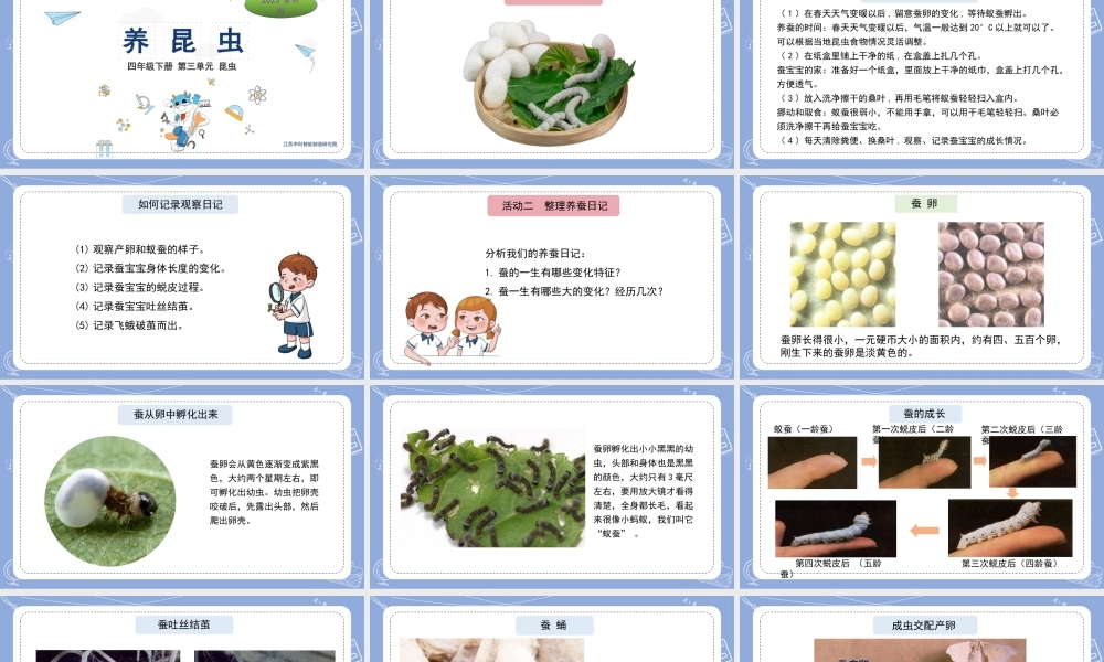 10.养昆虫（公众号 小学科学网）.pptx