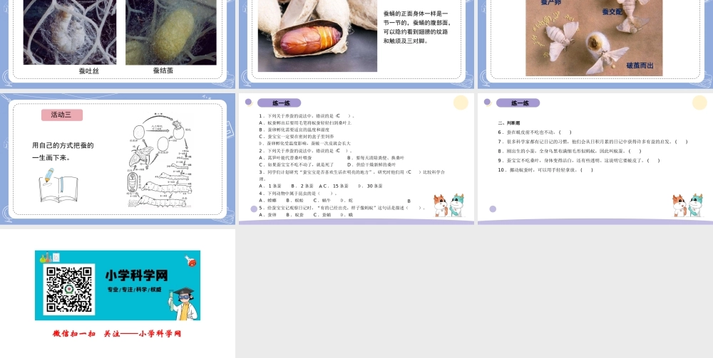 10.养昆虫（公众号 小学科学网）.pptx