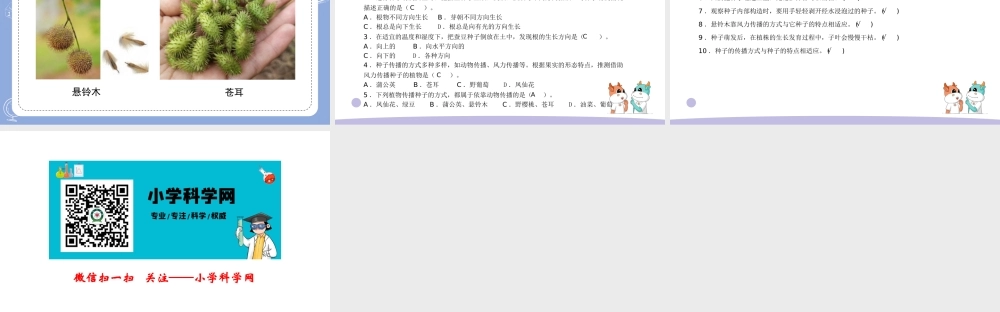 12.用种子繁殖（公众号 小学科学网）.pptx