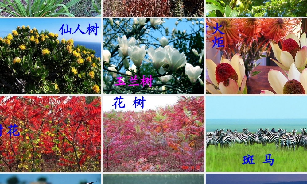 彩色的非洲.ppt.ppt