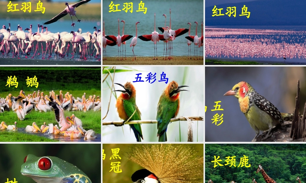 彩色的非洲.ppt.ppt