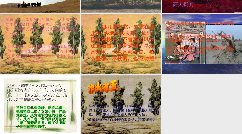 人教版五年级语文《白杨》教学课件.ppt