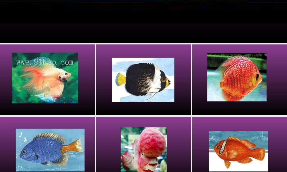 人教版小学美术一年级上册《第8课鱼儿游游》PPT课件 (4)【加微信公众号 jiaoxuewuyou 九折优惠 qq 1119139686】.ppt