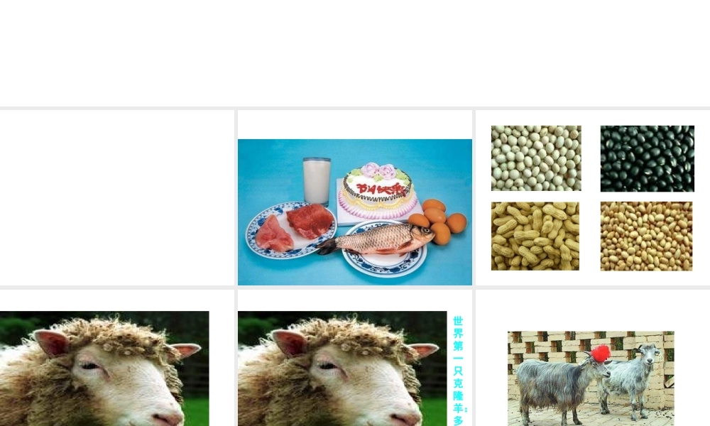 【推荐】人教版高中化学选修五 4.3蛋白质和核酸第1课时（课件2） .ppt