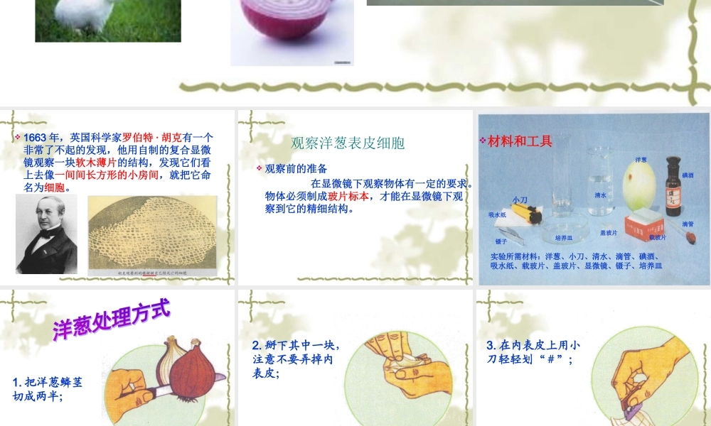 1.5用显微镜观察身边的生命世界(一).ppt