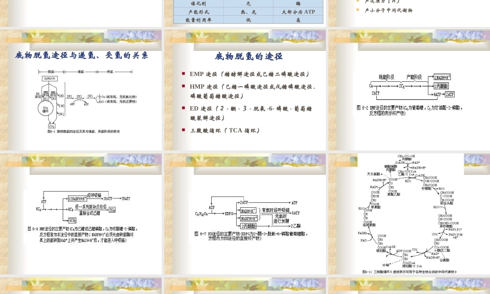 6 微生物的代谢与发酵.ppt