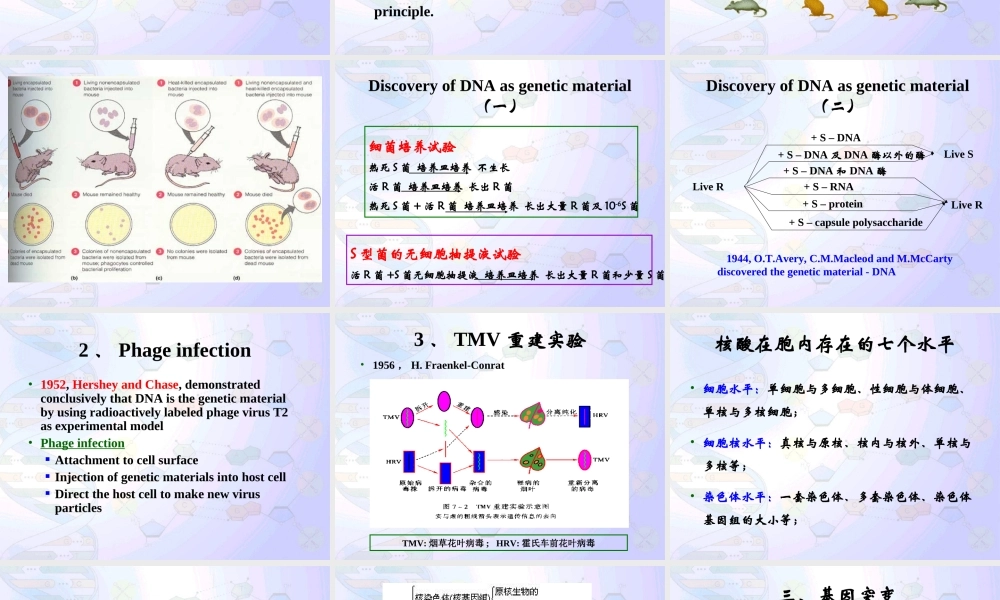 8 微生物的遗传育种.ppt