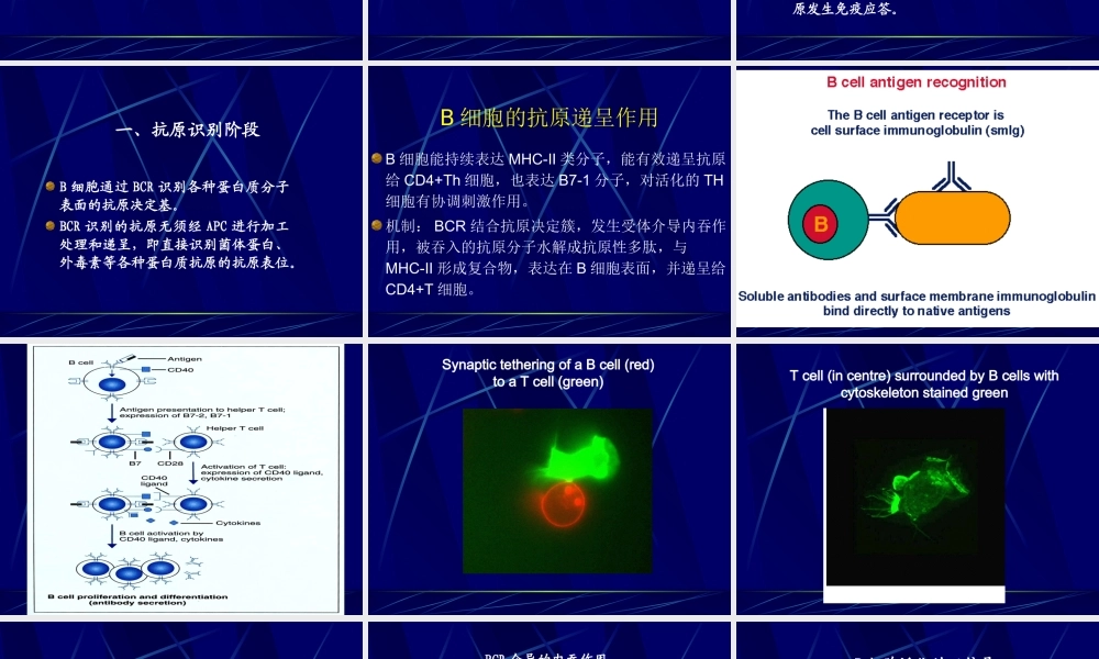 第八章 特异性B细胞免疫应答2.ppt