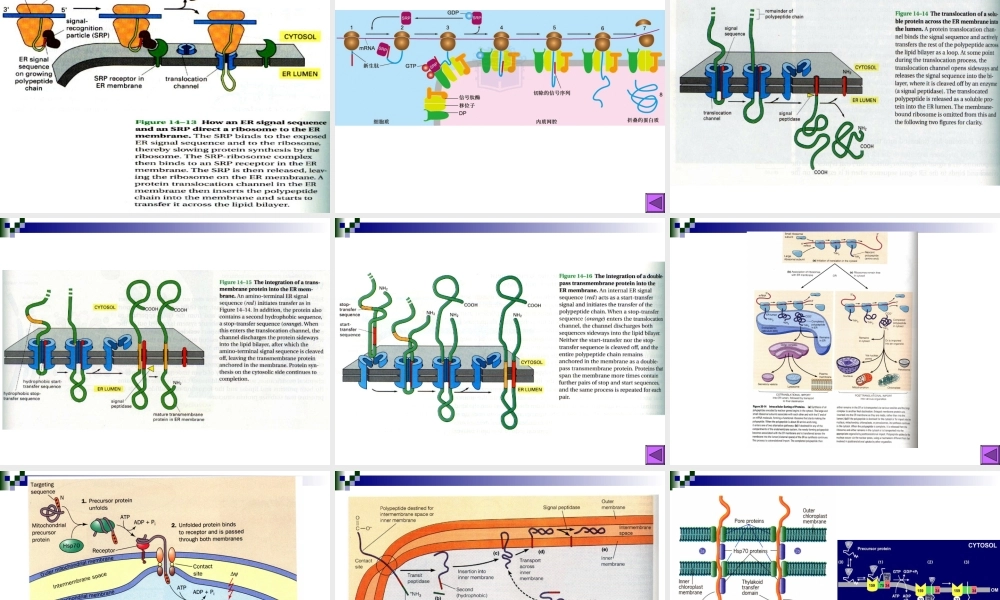 第八章 蛋白质分选与膜泡运输.ppt