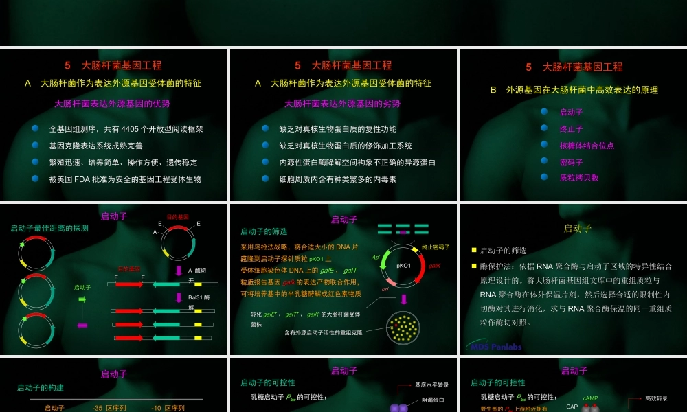 第六章 （1） 大肠杆菌基因工程.ppt