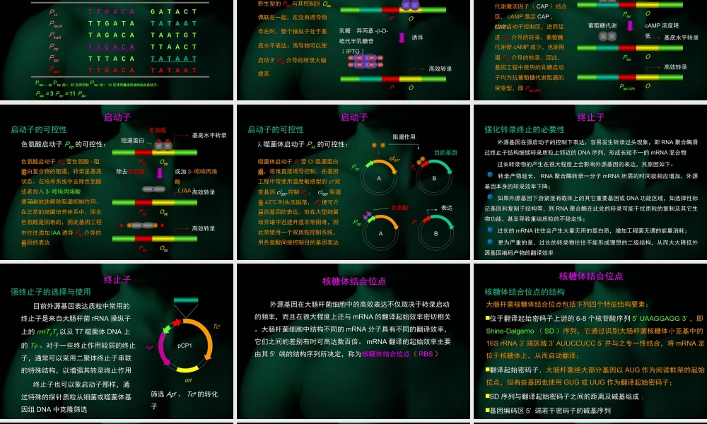 第六章 （1） 大肠杆菌基因工程.ppt