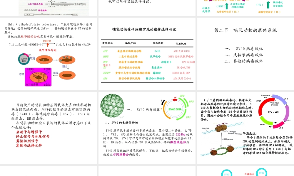第六章（3）动物基因工程.ppt