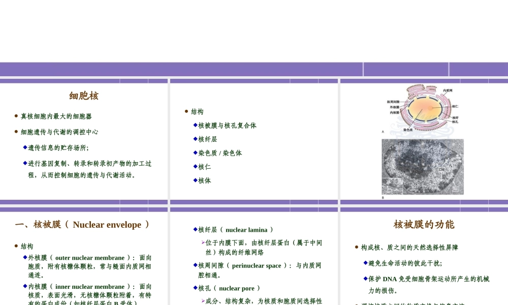 第十一章 细胞核与染色体 YJ.ppt