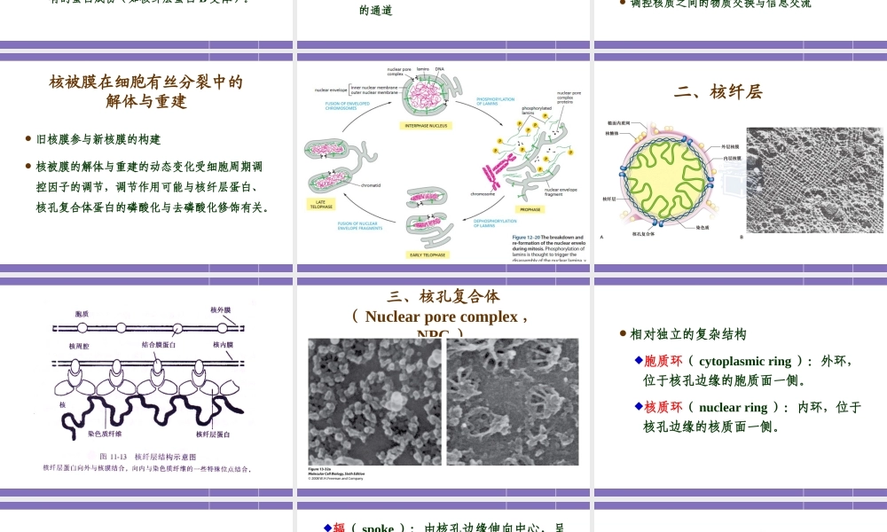 第十一章 细胞核与染色体 YJ.ppt