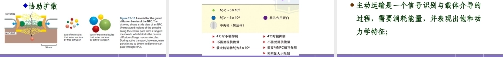 第十一章 细胞核与染色体 YJ.ppt
