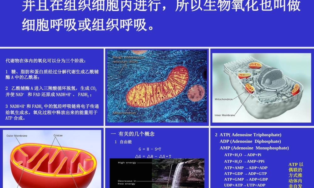 05-1第五章biological oxidation.ppt