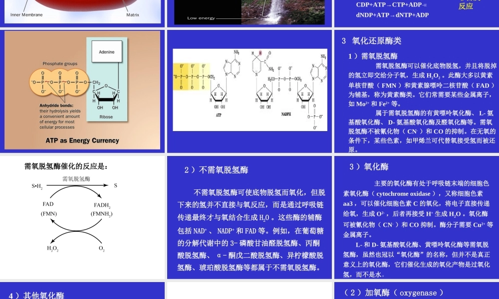 05-1第五章biological oxidation.ppt