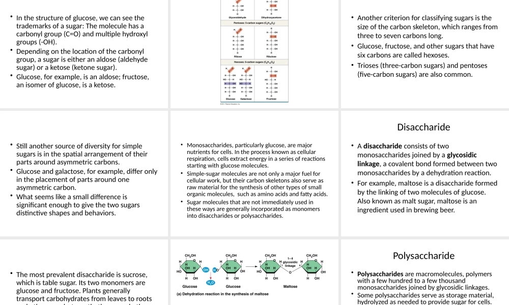 Biological molecules.pptx